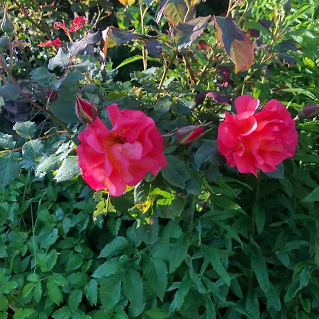 Gospodarstwo agroturystyczne Uroczysko Deresze