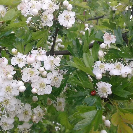 Gospodarstwo agroturystyczne Uroczysko Deresze Gilawy