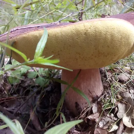 Gospodarstwo agroturystyczne Uroczysko Deresze