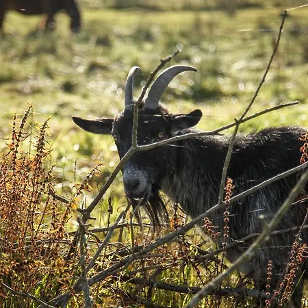 Gospodarstwo agroturystyczne Uroczysko Deresze *