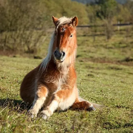 Gospodarstwo agroturystyczne Uroczysko Deresze *
