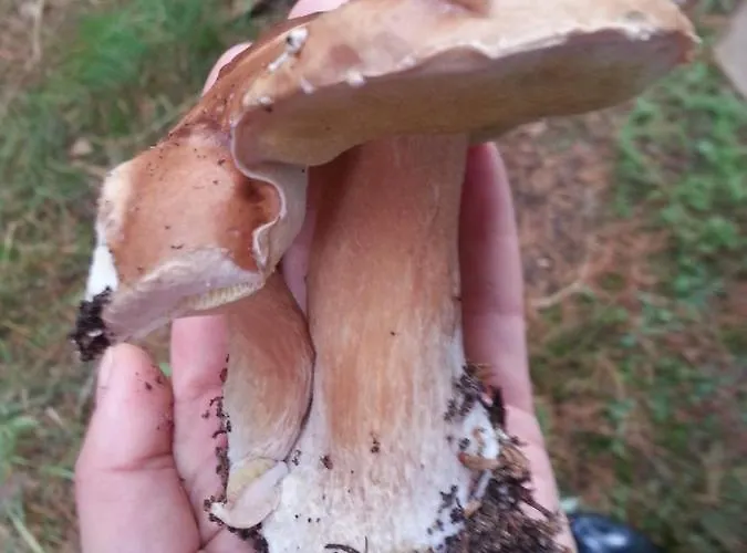 Agroturismo Uroczysko Deresze *